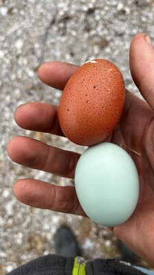 Eier
