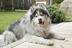 Hunde sind willkommen Hunde sind willkommen