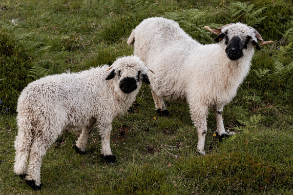 977AF48F-914F-4AB3-BA3F-8BB8A01D4AE0