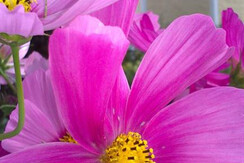 Platz unter der Linde Platz unter der Linde